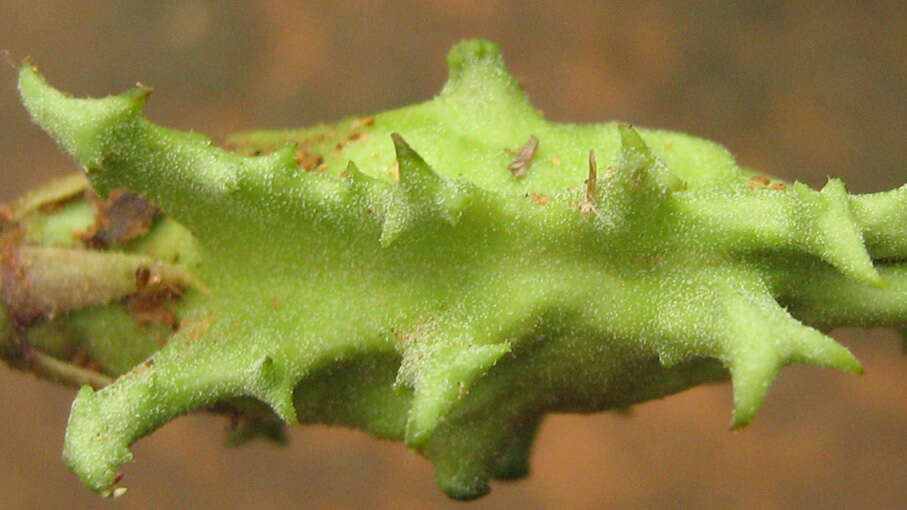 Image of Devil's claw