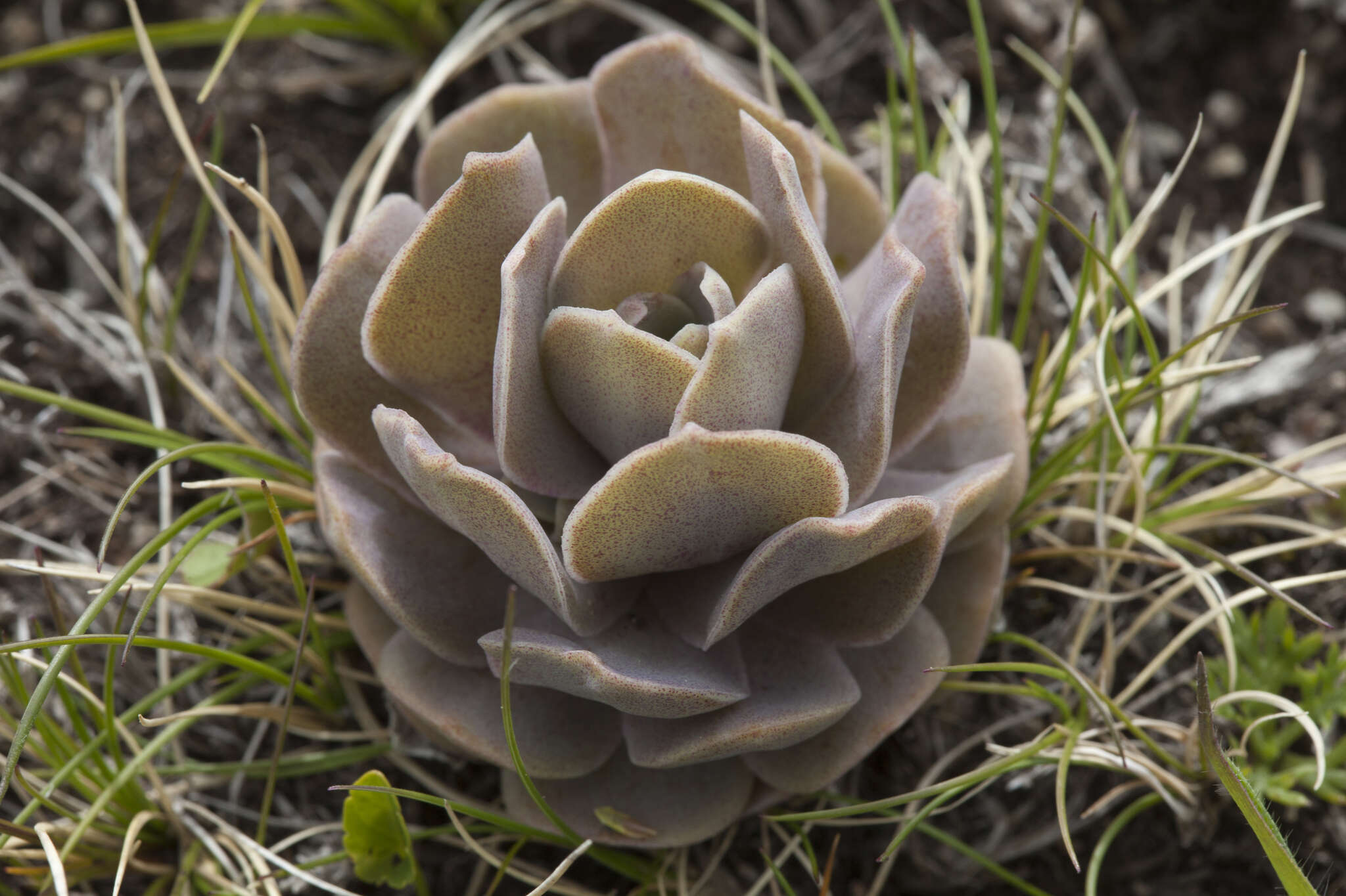 Image of Orostachys malacophylla (Pall.) Fisch.