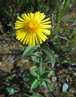 Image of Inula japonica Thunb.