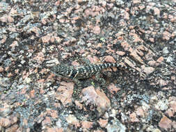 Image of Crevice Spiny Lizard