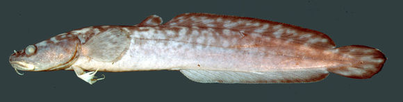 Image of burbot