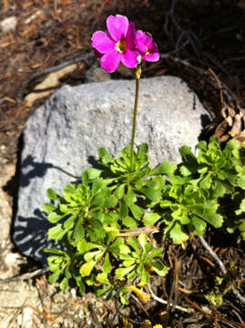 Plancia ëd Primula suffrutescens A. Gray