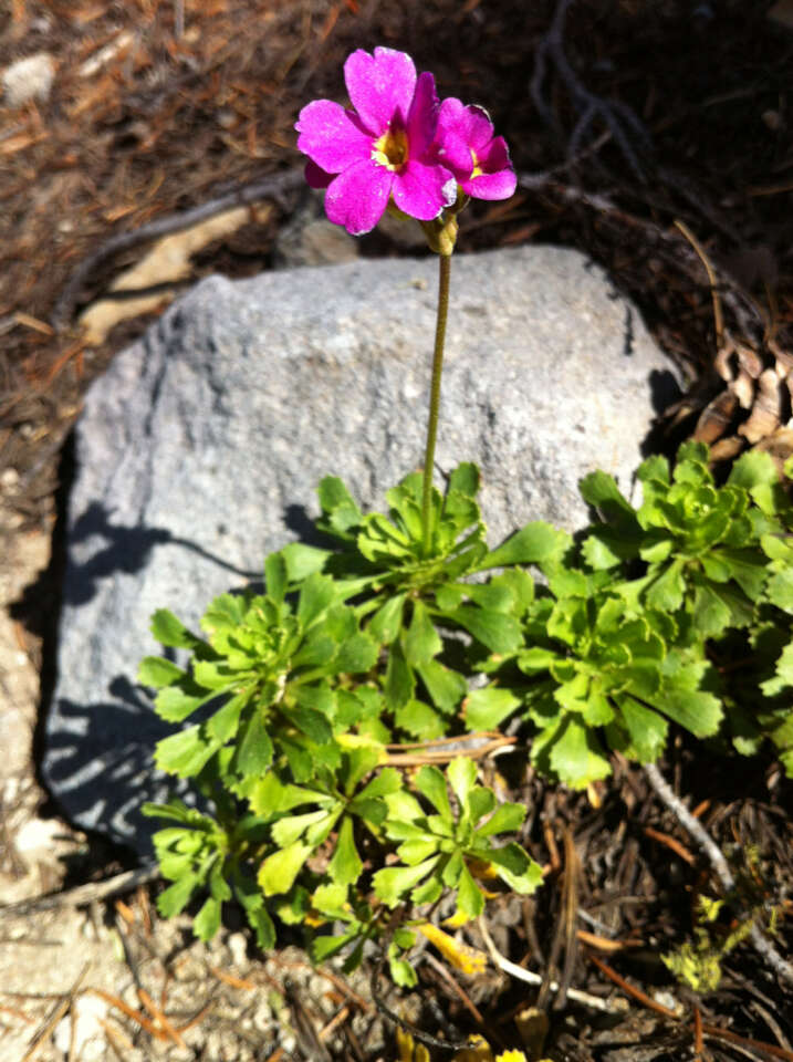 Слика од Primula suffrutescens A. Gray