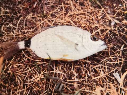 Image of Annular Seabream