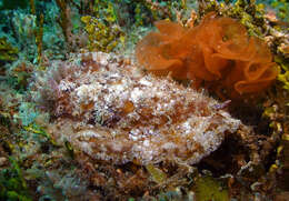 Hoplodoris desmoparypha Bergh 1880 resmi