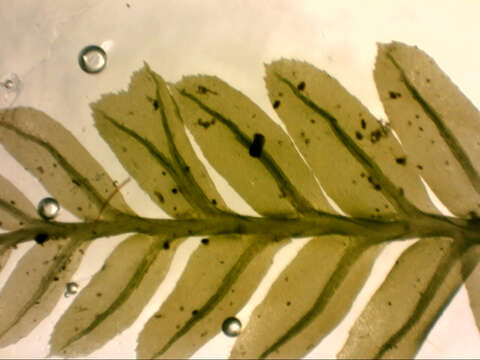 Image of Rhizogonium