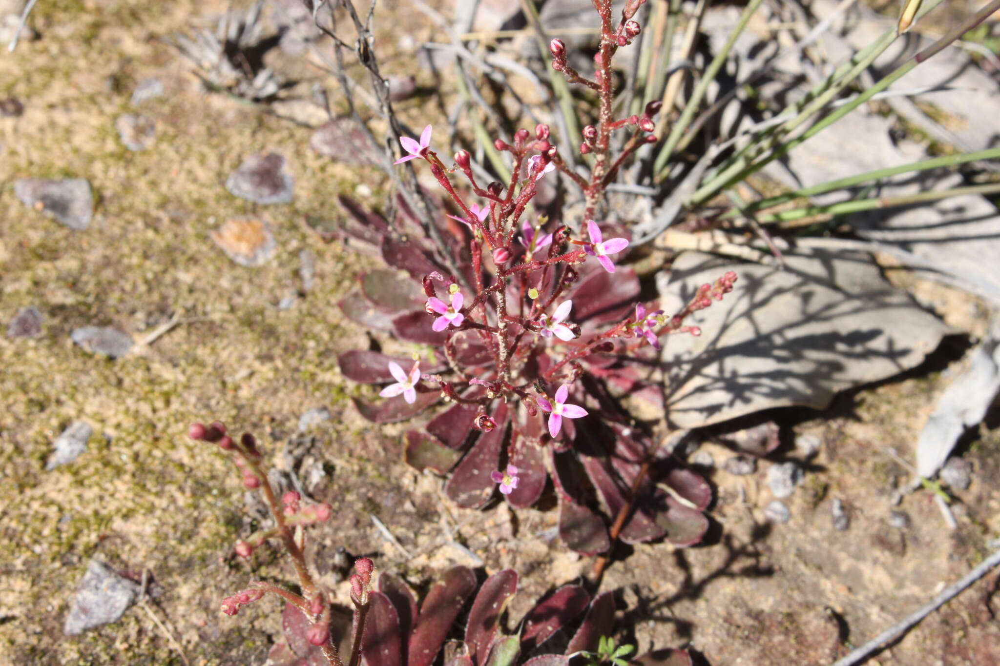 Stylidium eriorrhizum R. Br. resmi