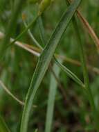 Image de Goodenia paniculata Sm.