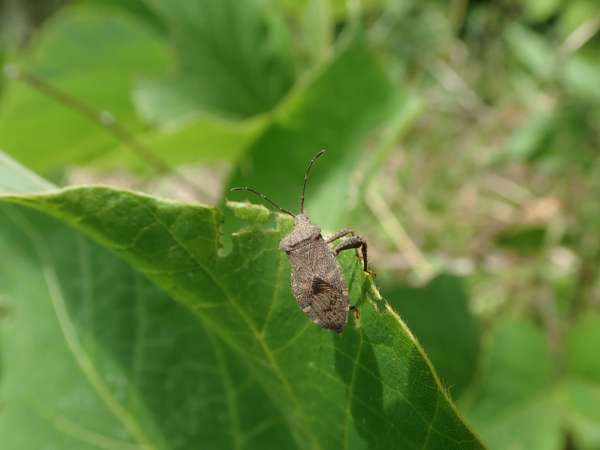 صورة Acanthocoris sordidus (Thunberg 1783)