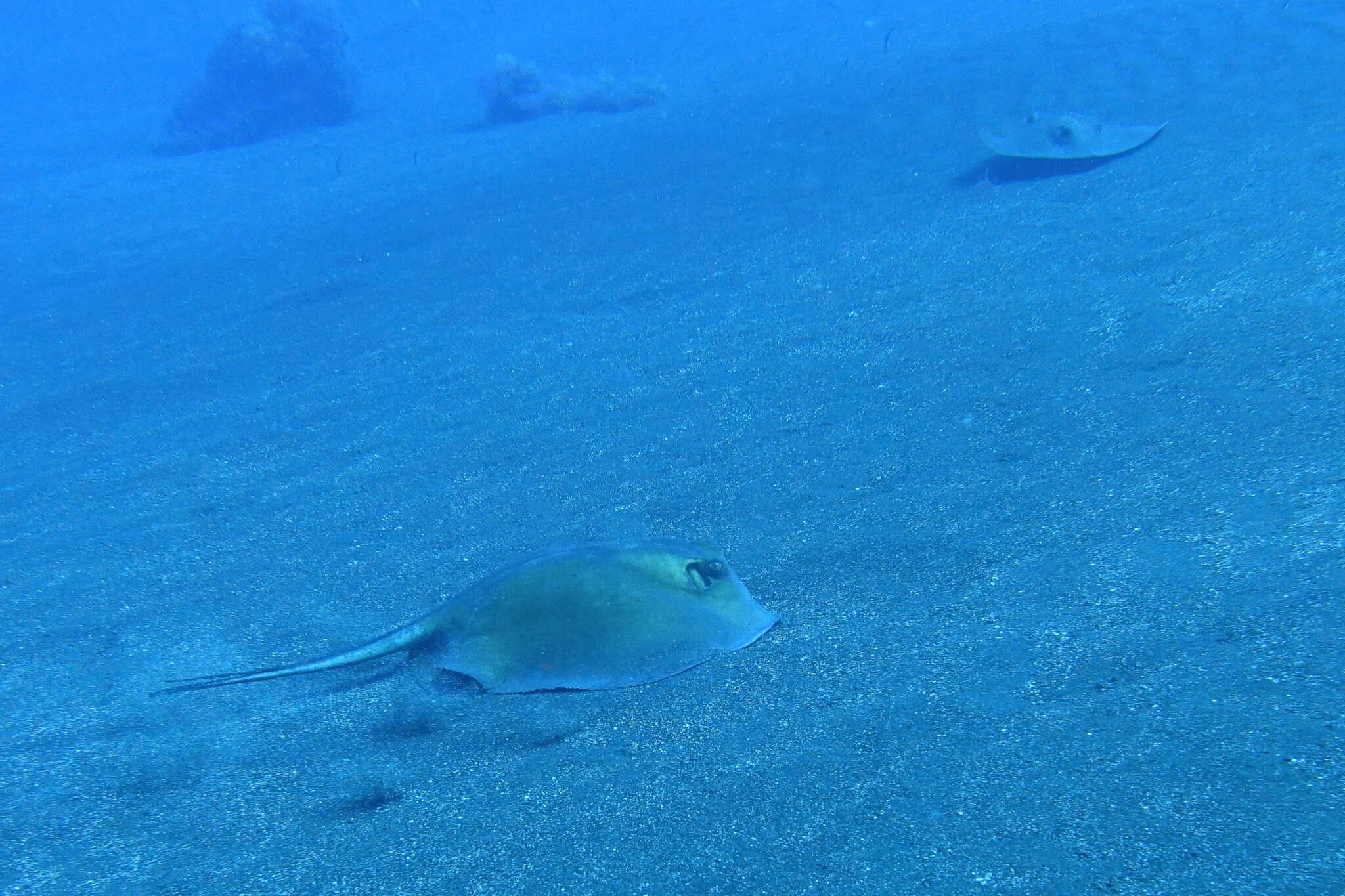 Image of Tortonese's stingray