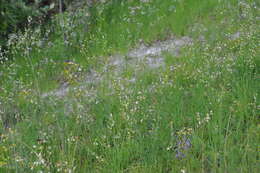 Image of Anthericum