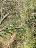 Image of fringed checkerbloom