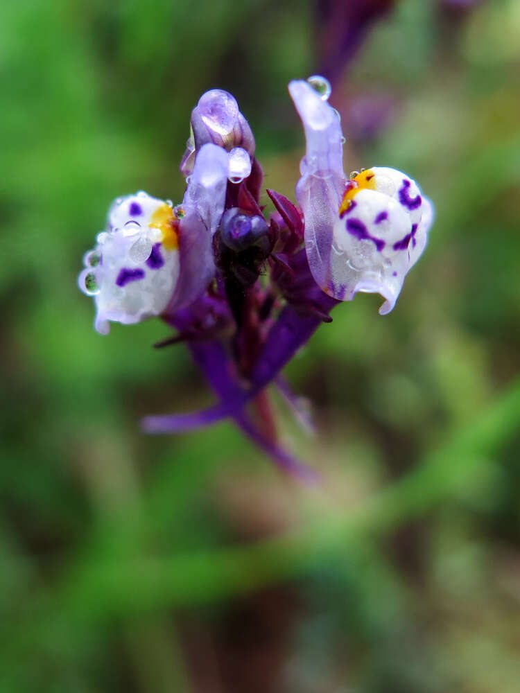 Image of Linaria amethystea (Vent.) Hoffmgg. & Link