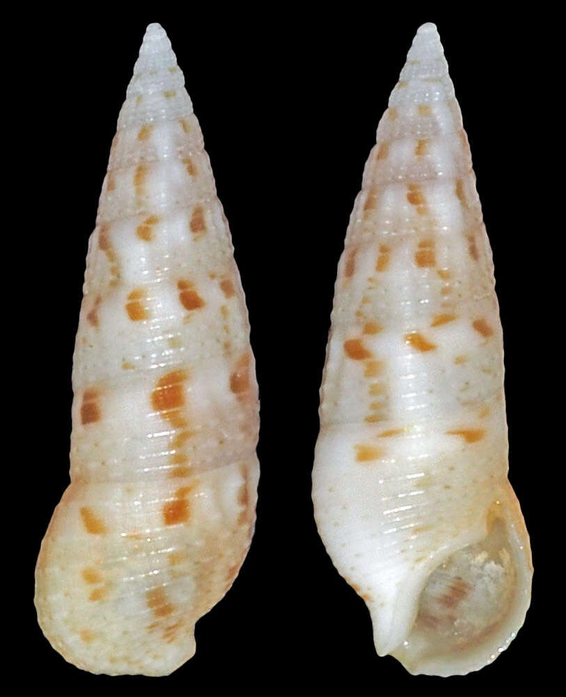 Image of Cerithium nesioticum Pilsbry & Vanatta 1906