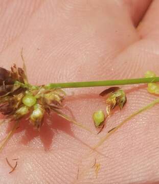 Image of Harvey's Beak Sedge