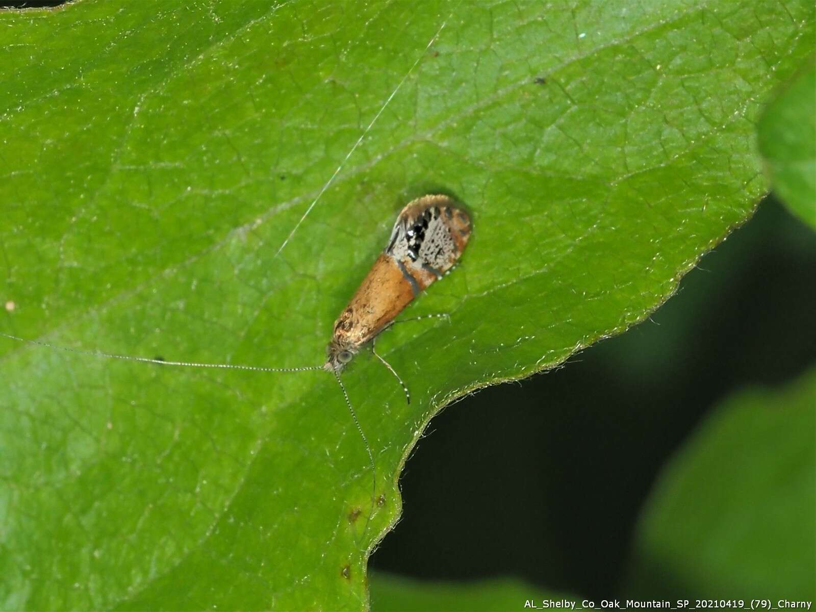 Image of Ridings' Fairy Moth