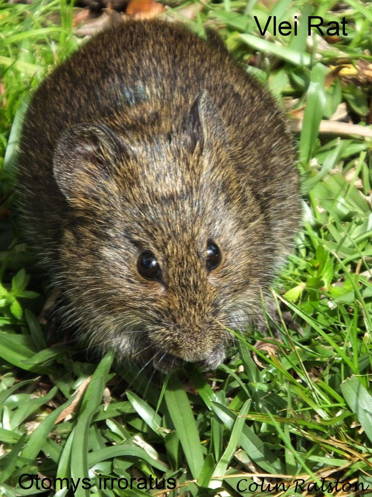 Image of Southern African Vlei Rat