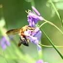 Image of Xylocopa sinensis (Wu 1983)