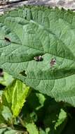 Image of Figwort weevil