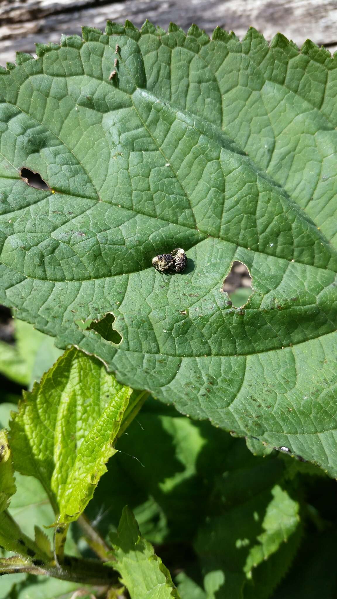 Image of Figwort weevil