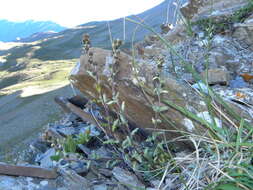 Image of Artemisia genipi Weber