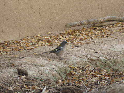 Image of Fringilla coelebs africana Levaillant & J 1850