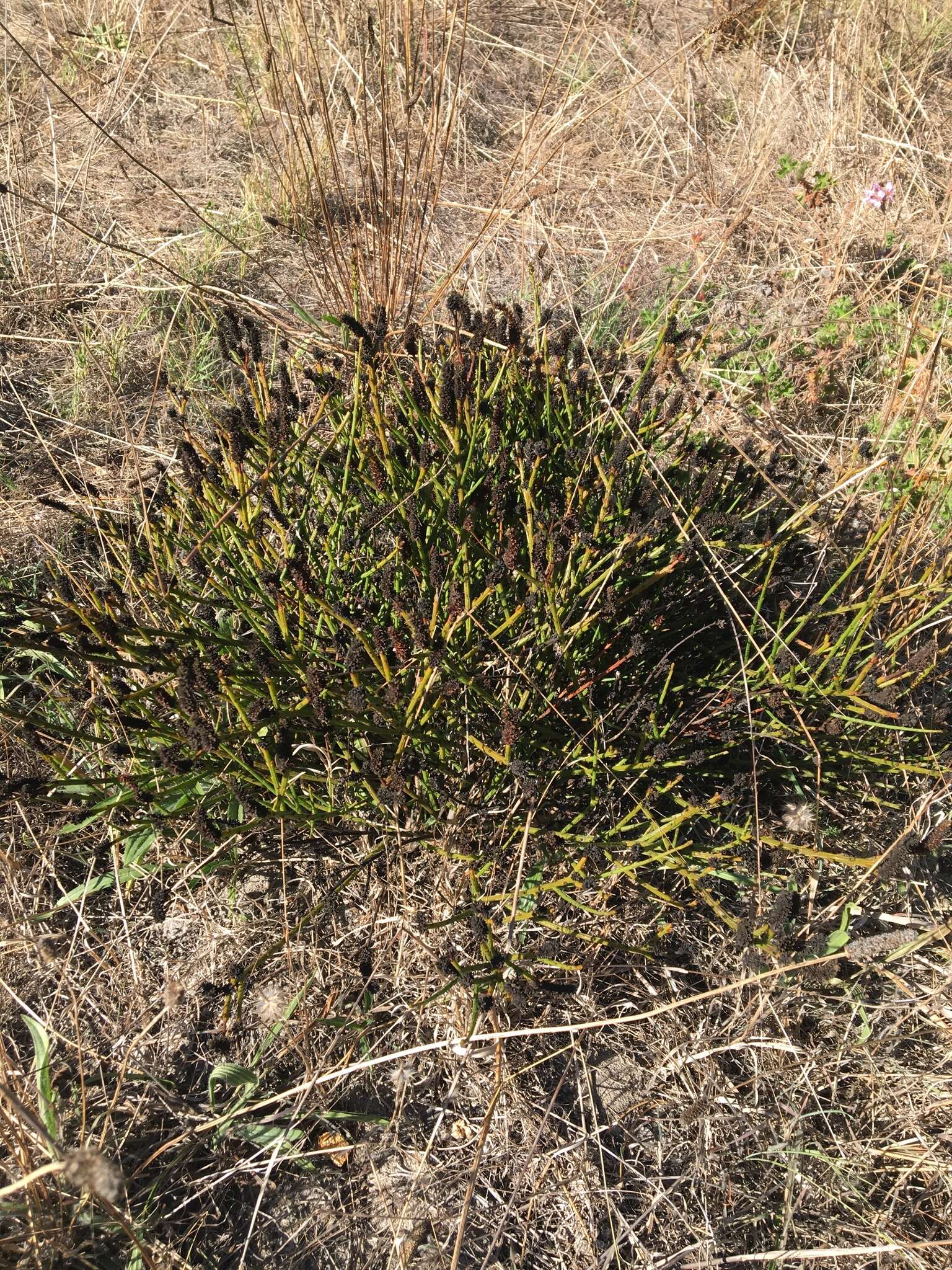 Image of Thesium acuminatum A. W. Hill