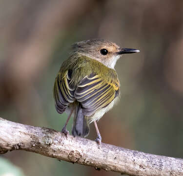 Image of Rusty-fronted Tody-Flycatcher