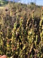 Image of Gnidia spicata (L. fil.) Gilg