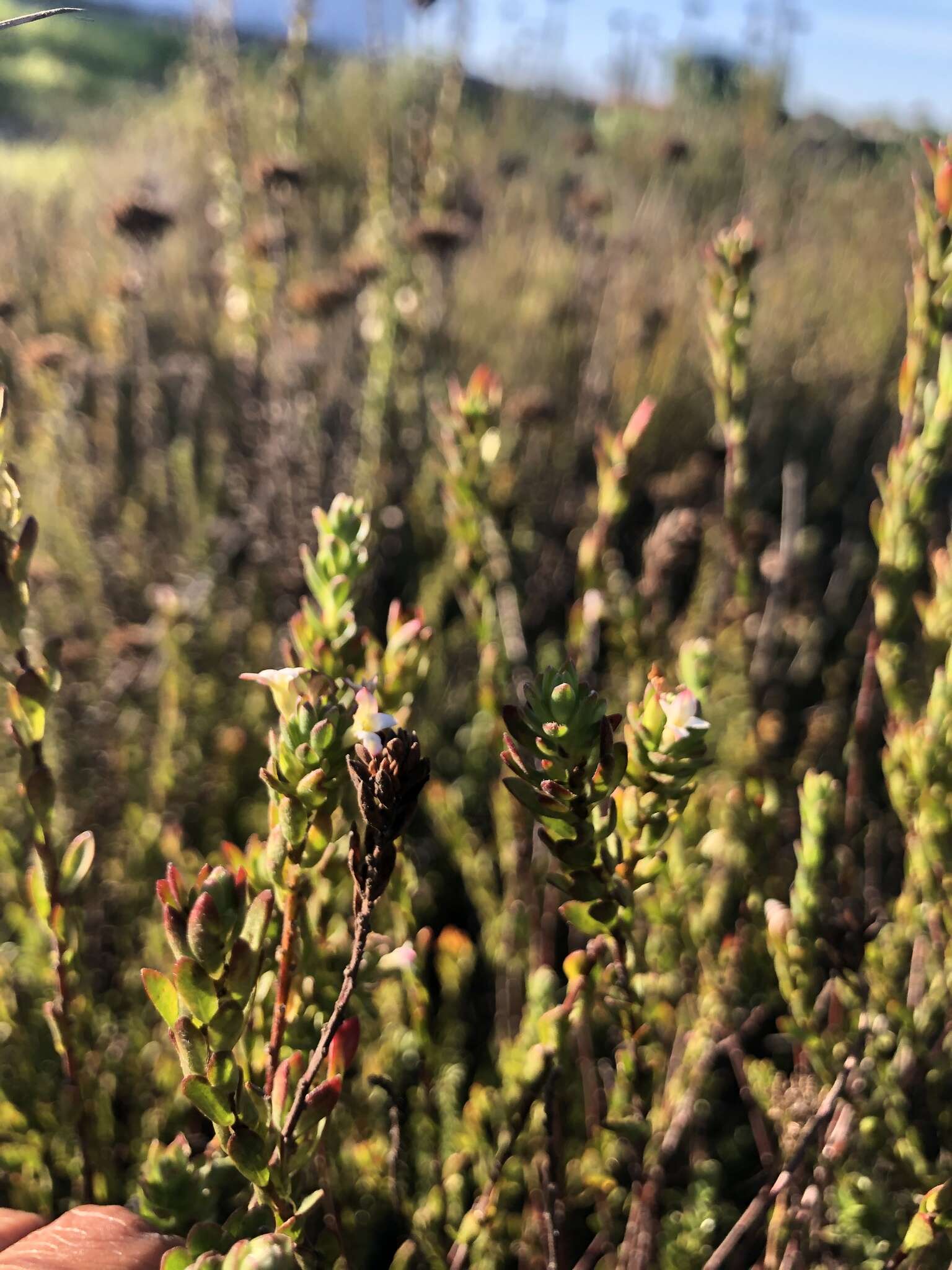 Image of Gnidia spicata (L. fil.) Gilg