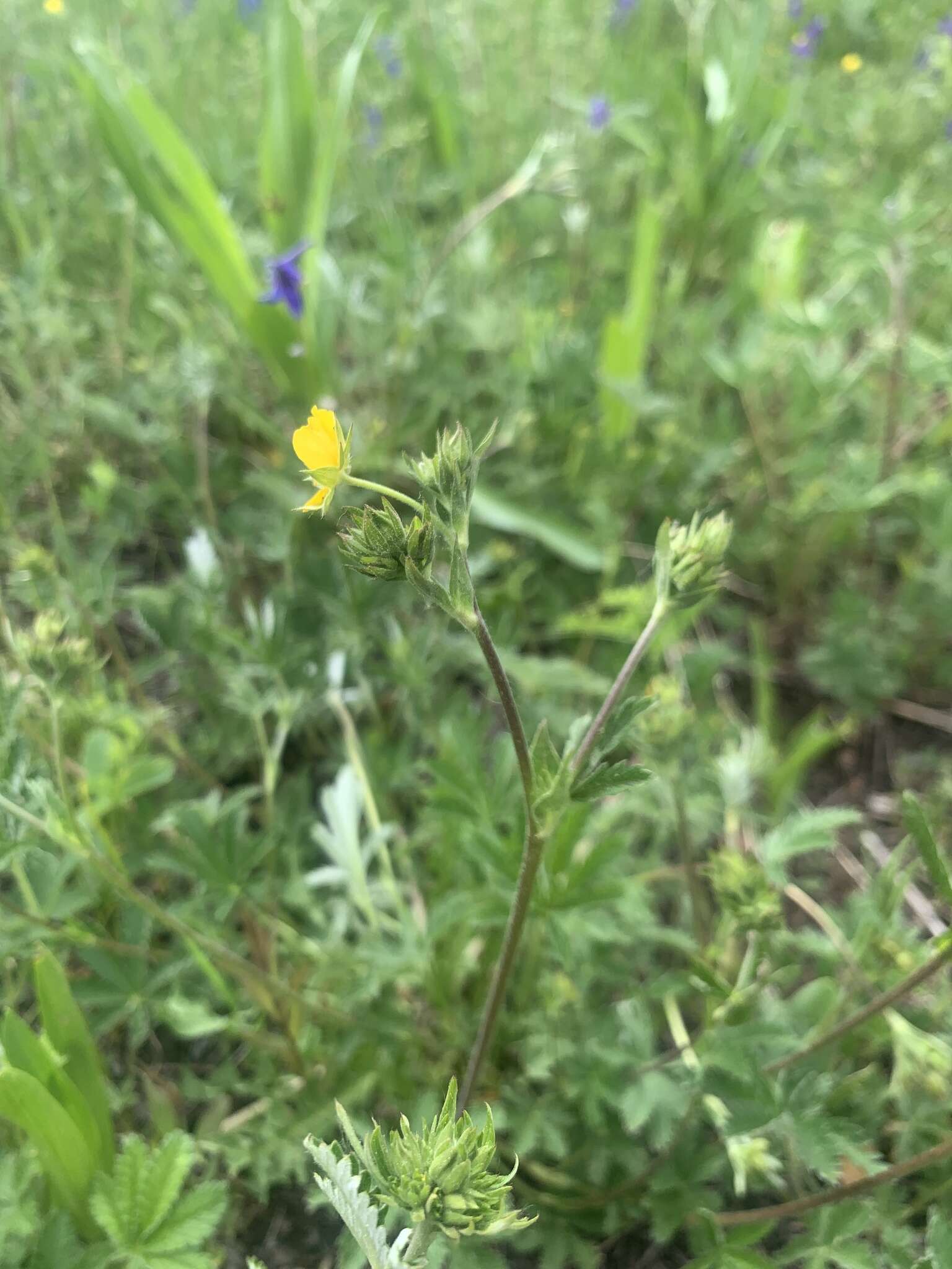 Image of Soft Cinquefoil