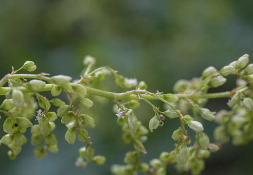 Image of Alpine Fleeceflower