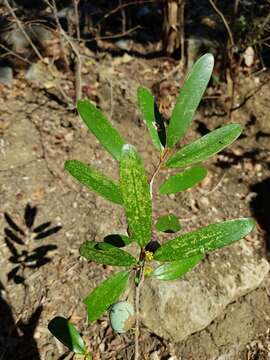 Imagem de Cinnamosma fragrans Baill.