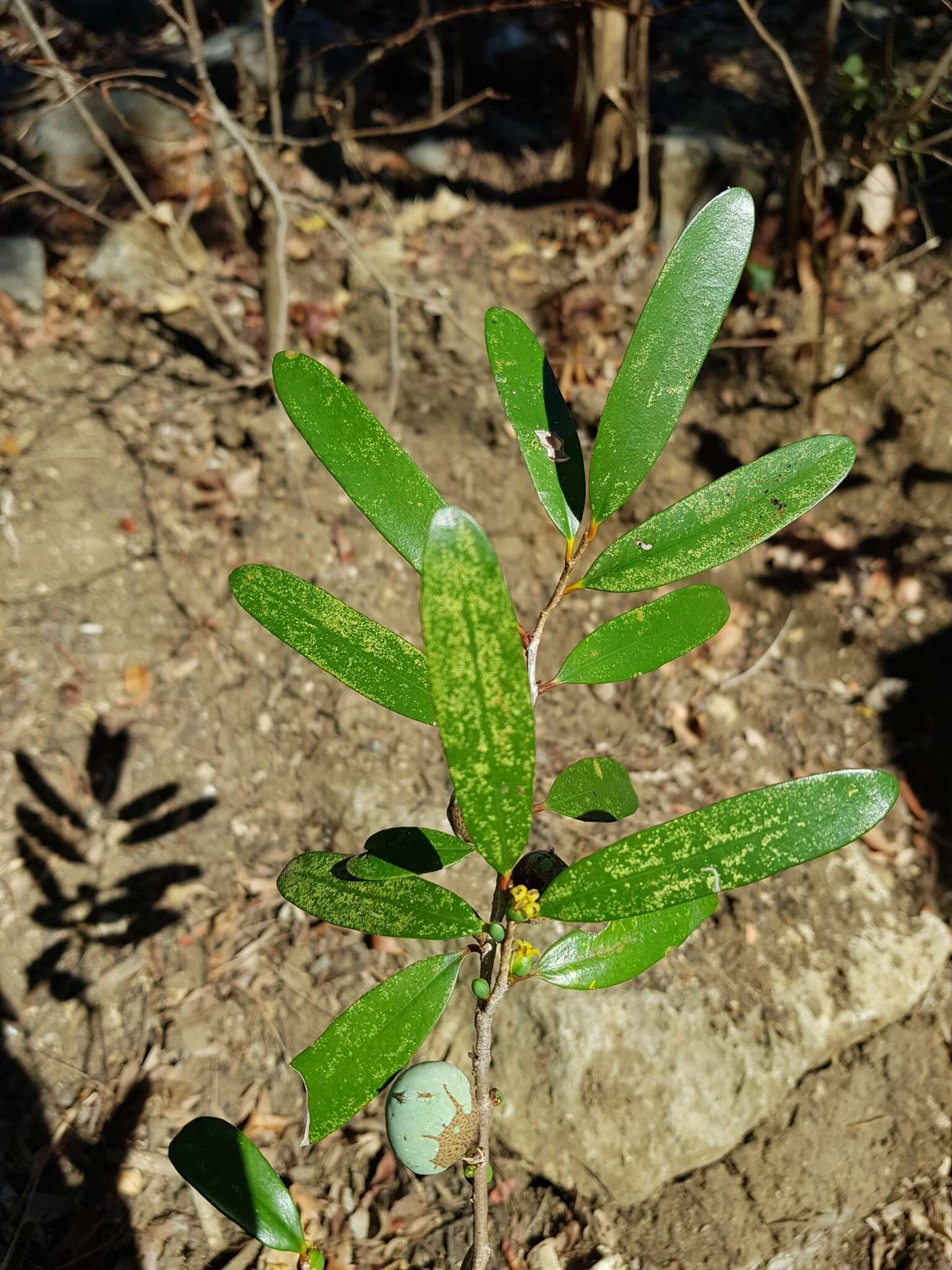 Image de Cinnamosma fragrans Baill.