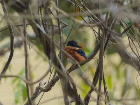 Image of American Pygmy Kingfisher