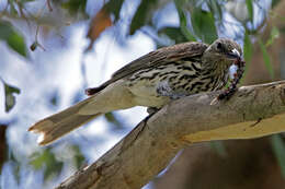 Image of Olive-backed Oriole