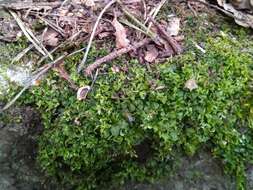 Image of plagiomnium moss