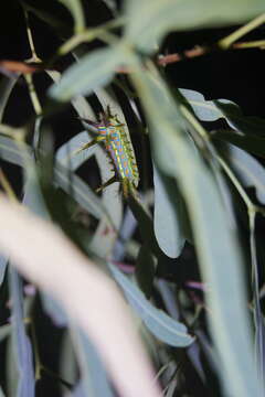 Image of Calcarifera