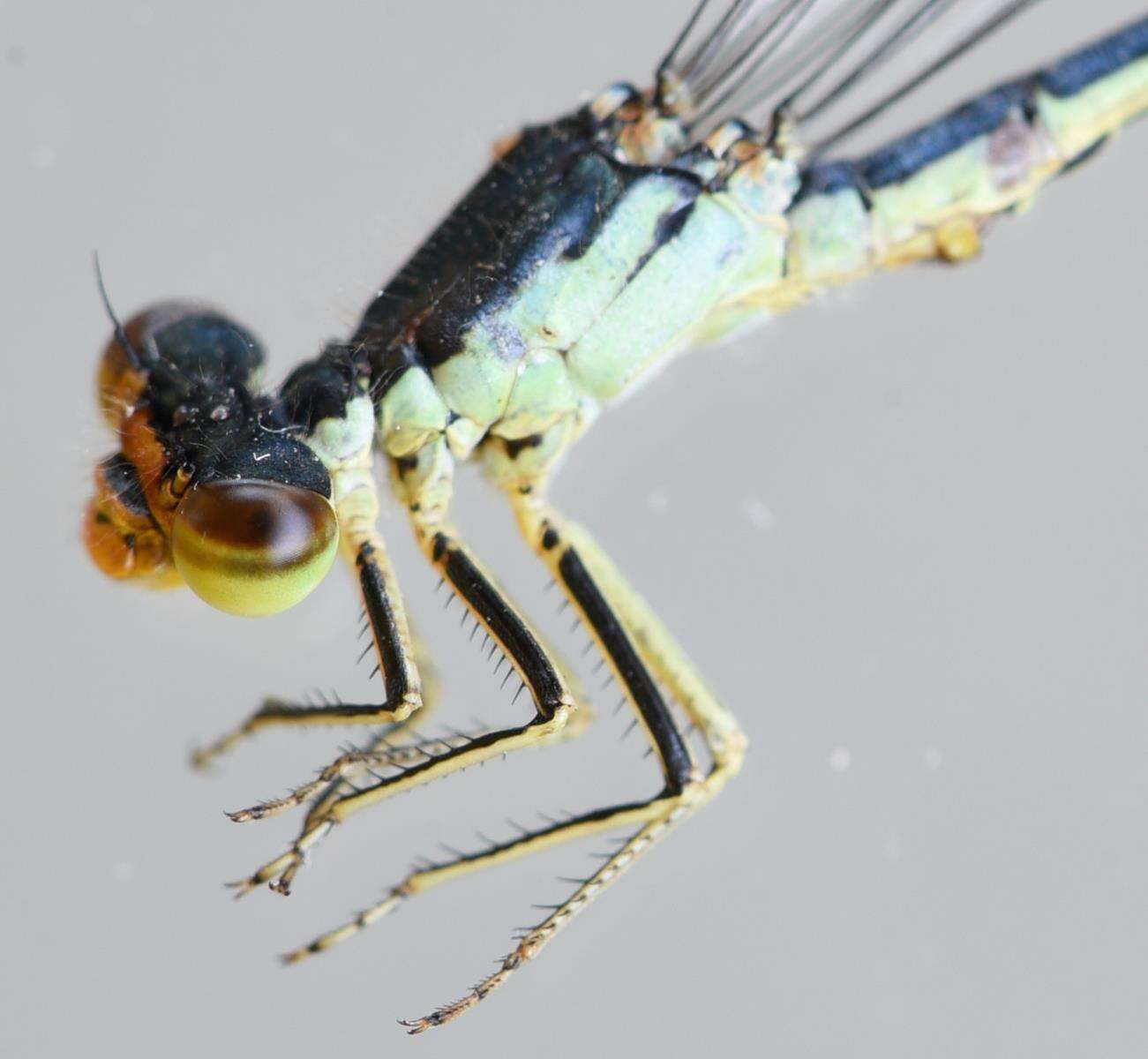 Image of Springwater Sprite