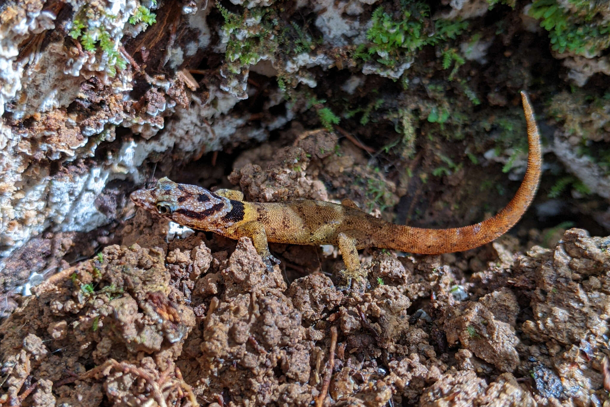 Sphaerodactylus microlepis Reinhardt & Lütken 1862的圖片