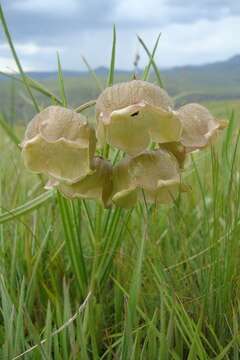 Sivun Pachycarpus campanulatus (Harv.) N. E. Br. kuva