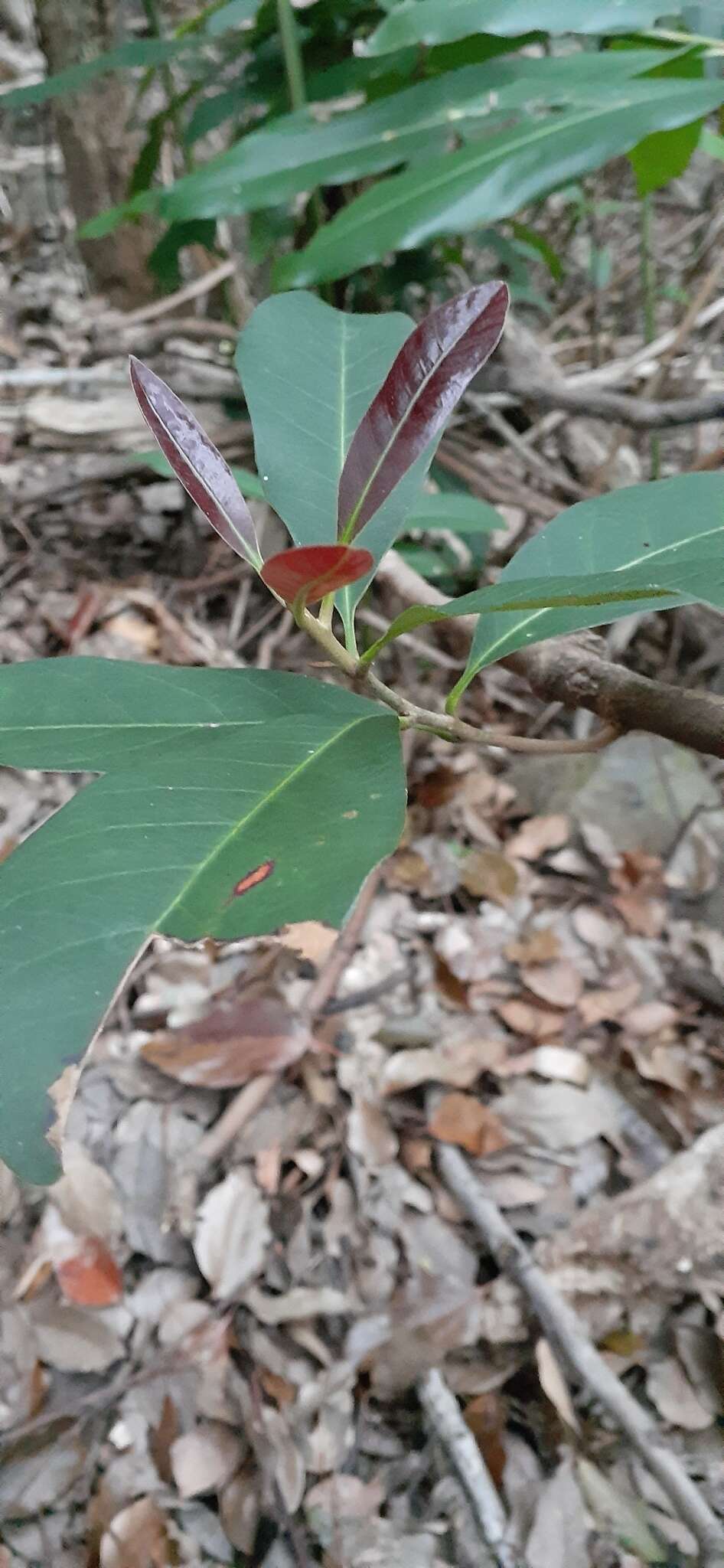 Pleioluma queenslandica (P. Royen) Swenson resmi