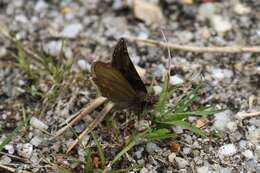 Image of dingy skipper