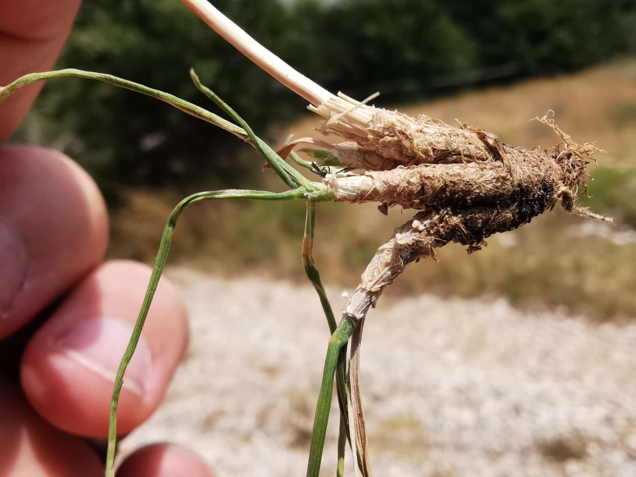 Image of Somerset hair grass