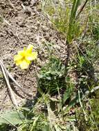 Helianthemum virgatum subsp. africanum (Murb.) Dobignard resmi