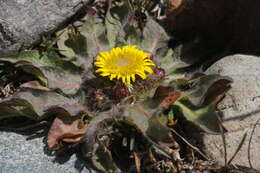 Inula rhizocephala Schrenk resmi