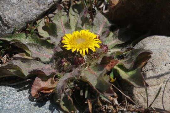 Image of Inula rhizocephala Schrenk