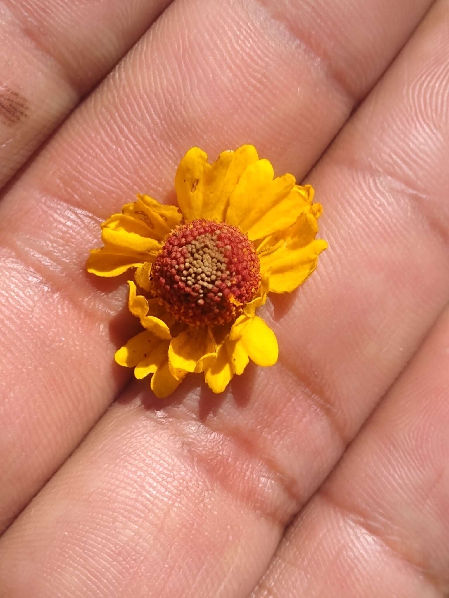 Image of longdisk sneezeweed