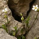 Plancia ëd Cerastium arvense subsp. suffruticosum (L.) Nym.