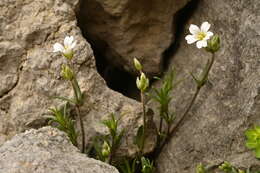 Image of Cerastium arvense subsp. suffruticosum (L.) Nym.